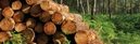 Hout