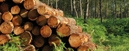 Hout